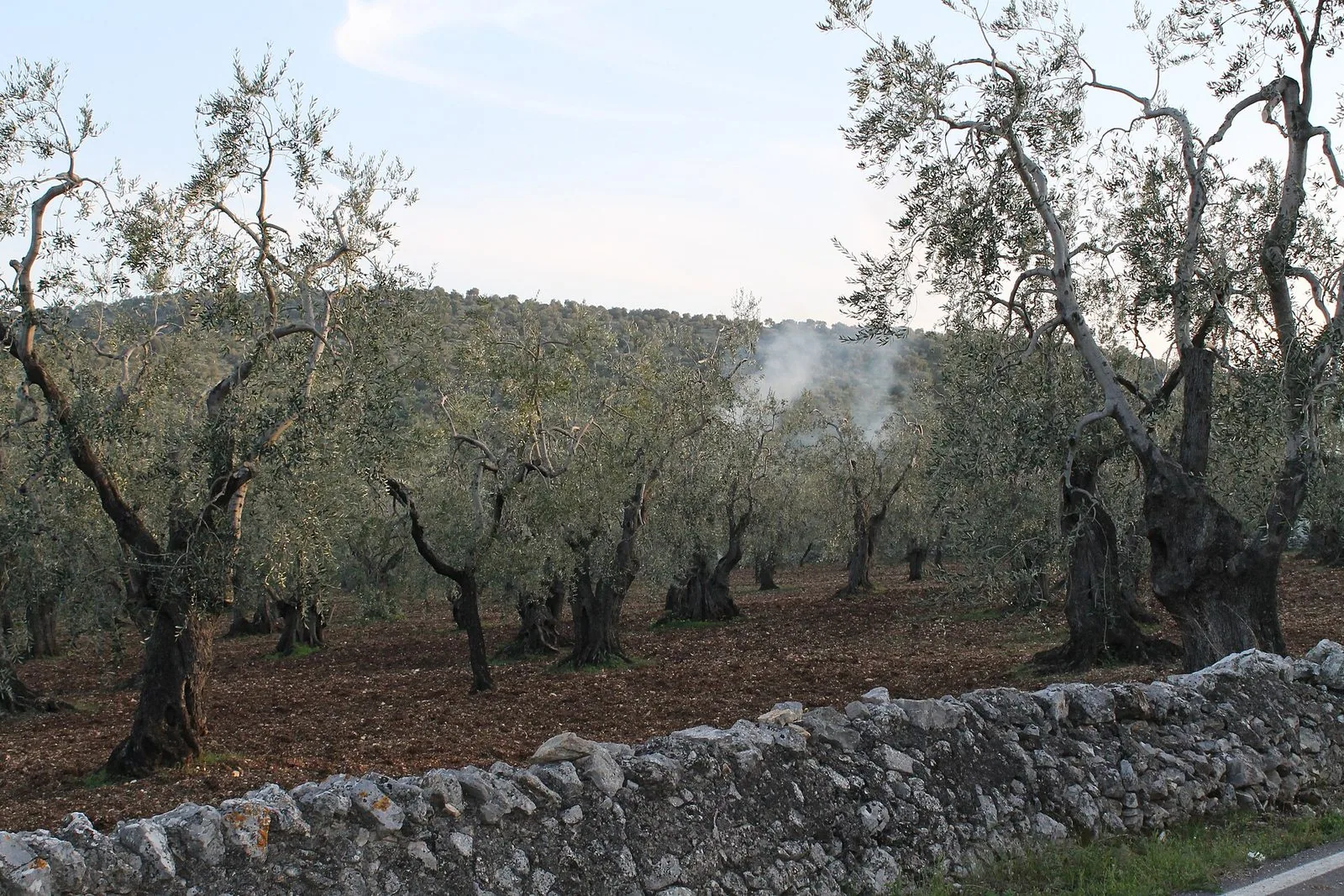 Uliveto pugliese con alberi dai tronchi contorti su terra rossa arata, delimitato in primo piano da un muretto a secco